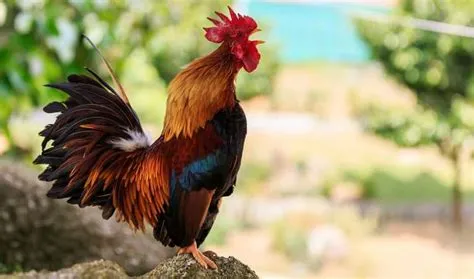  Le Chant du Coq : Un Mystère Vibrant de Couleurs et de Symboles